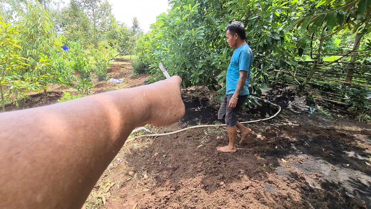 CARA MEMBUAHKAN ALPUKAT SECARA ORGANIK