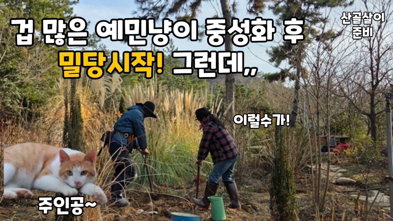 집사님 예민한 고양이 중성화 해주고 눈치 보며 밀당중 |고양이 중성화|5도2촌|산골살이