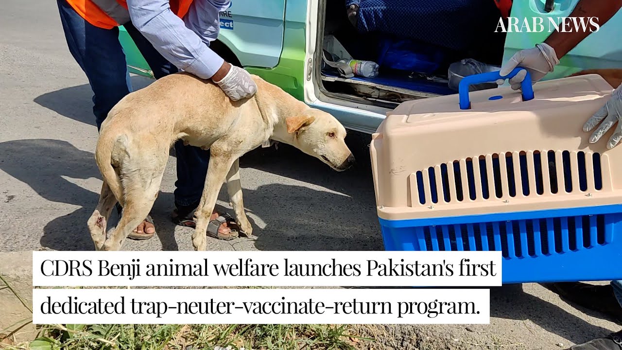Islamabad animal sanctuary launches Pakistan's first dedicated trap-neuter-vaccinate-return program