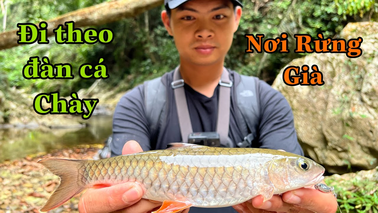 3 Ngày Đêm Đi Theo Đàn Cá Chày Suối Nơi Rừng Già ( tập 1 )