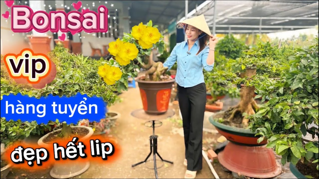 23-1-2026☎️0378.898.338 chị Trâm 🌳mai bonsai-cây thành phẩm-giá mềm. 