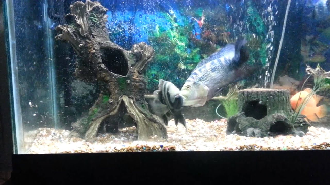Jack Dempsey vs buttikoferi cichlid