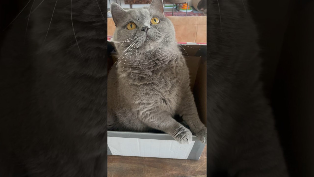 Cute British shorthair cat sounds #cat #cats #britishshorthair #catvideos #cutecat #funnycats