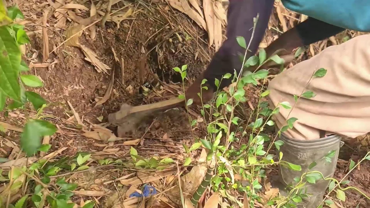 Strong Farmer Hoeing Soil for Crop Growth #RuralAgriculture #TraditionalFarming