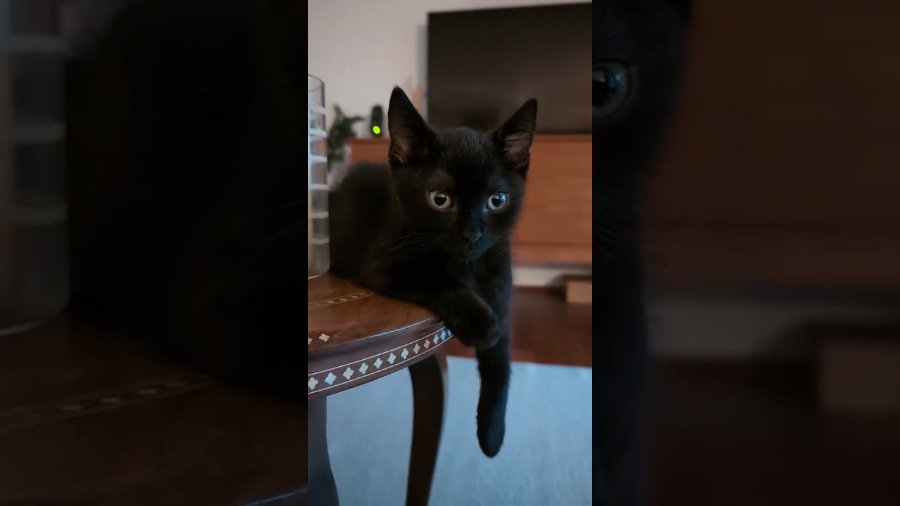 Sleepy Purring Kitten for Sleep, Relaxation, Learning, Concentration - 3 Hours🐱