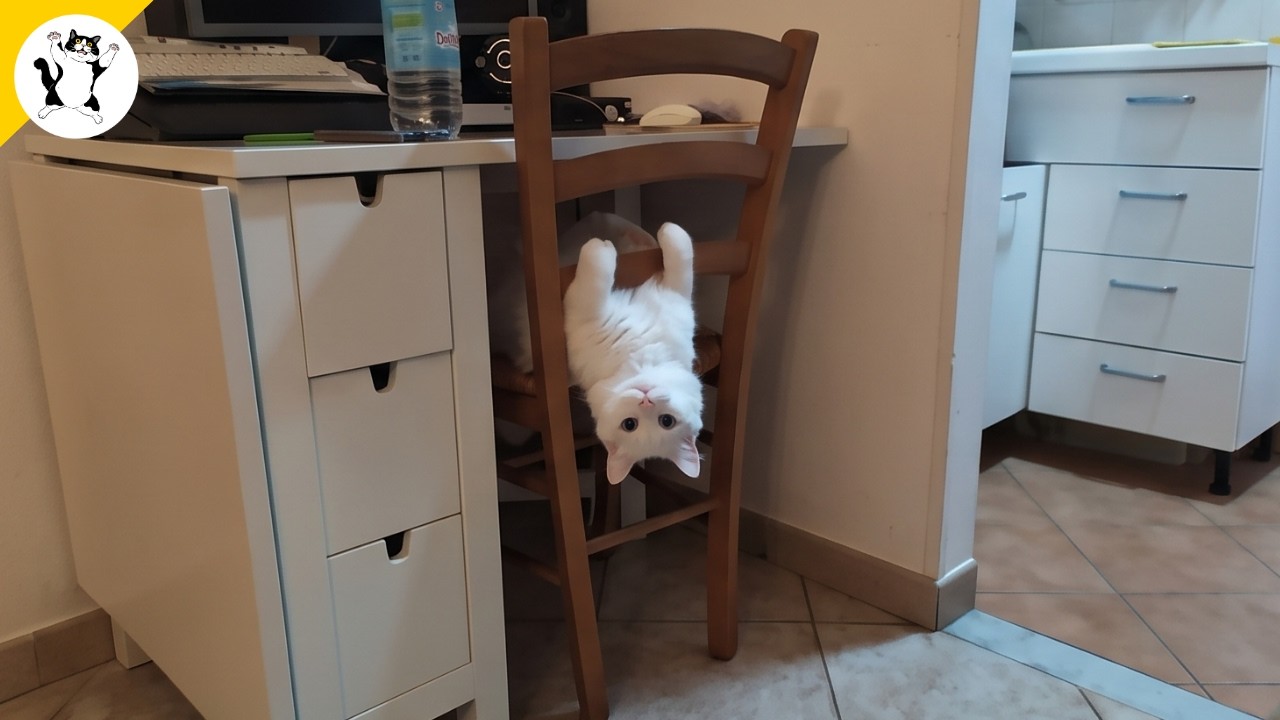 Готовьтесь умереть со СМЕХУ от этих КОТОВ 😂 Смешные видео с котами 🤣