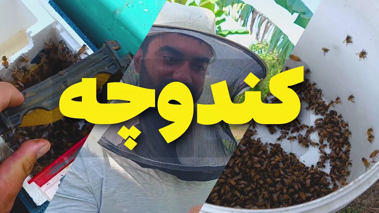 آموزش زنبورداری : کندوچه و ملکه جفت خورده