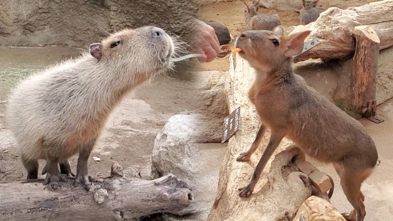 カピバラさんとマーラが激似 どちらもげっ歯類ネズミの仲間です。Capybaras and maras are both rodents 神戸どうぶつ王国