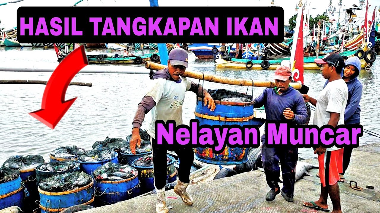 HASIL TANGKAPAN IKAN NELAYAN MUNCAR | Pelabuhan Muncar | Muncar Banyuwangi