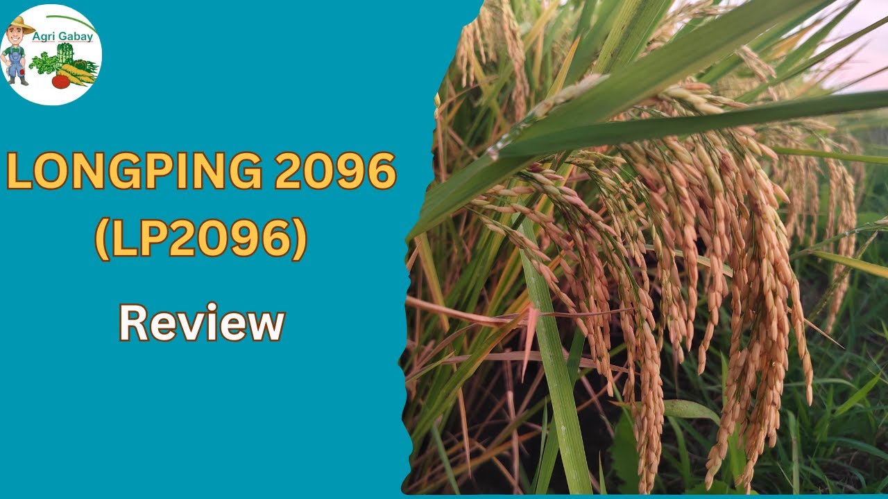 Longping 2096 (LP2096) NSIC RC 404H review