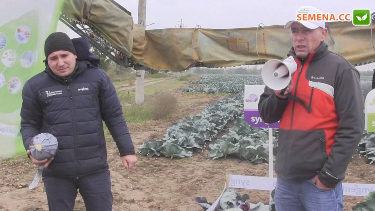 Рескью F1 капуста (Syngenta) День поля
