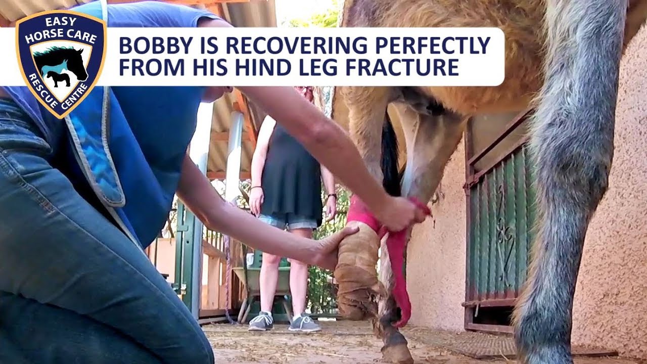 Bobby the donkey is recovering from his leg fracture - Easy Horse Care Rescue Centre