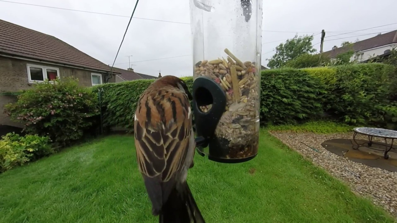 The Birds