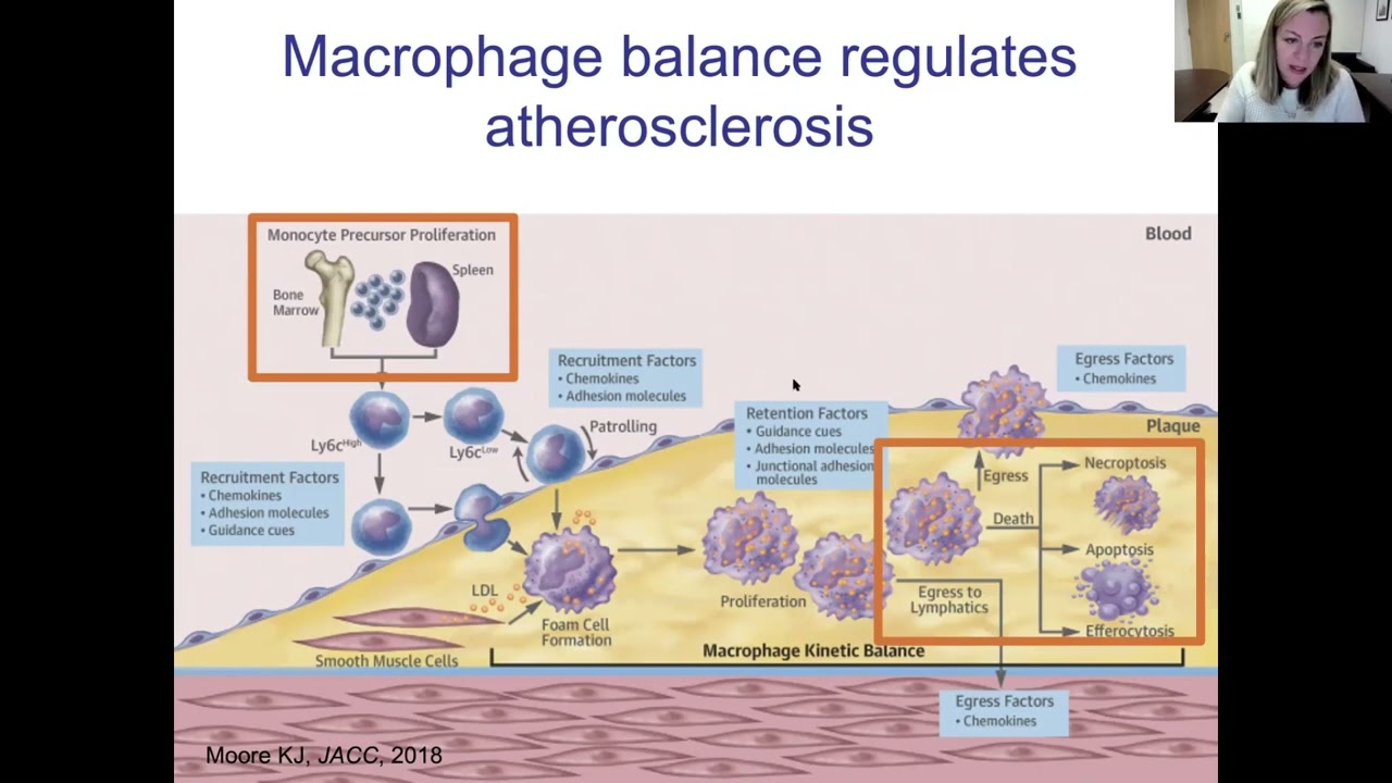 Cholesterol, Inflammation and Atherosclerosis: Expecting the unexpected - Weekly Research Conference