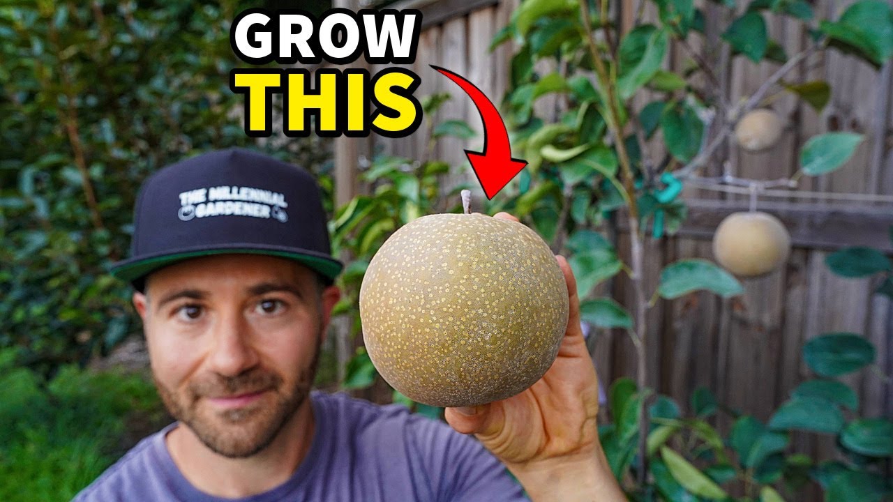 Asian Pears: The Ultimate RARE Fruit You Must Try Growing!
