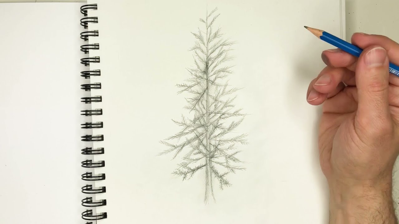 Drawing a Pine Tree - full tutorial