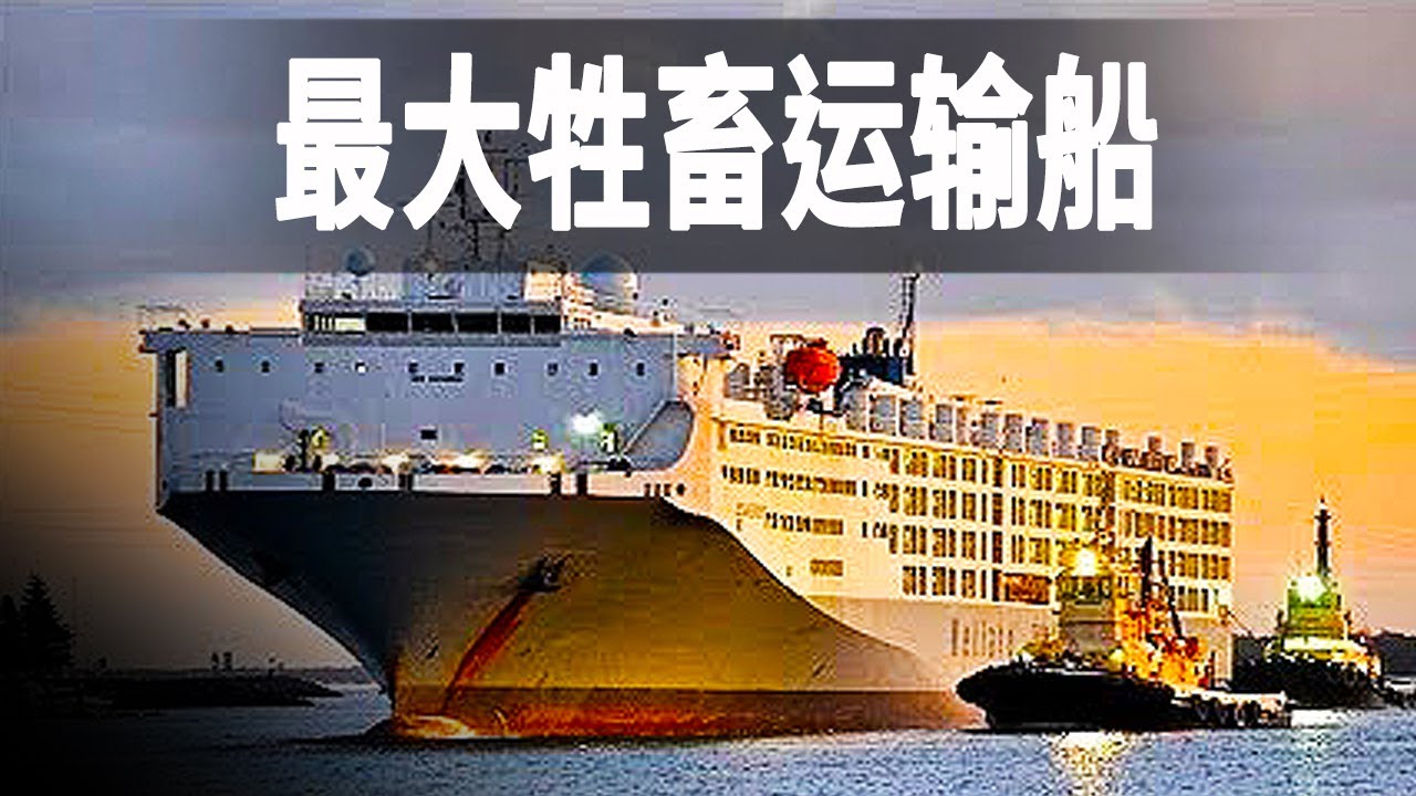 世界上最大的牲畜運輸船，輪船造價高達1億美元，一次可以裝下16000頭牛