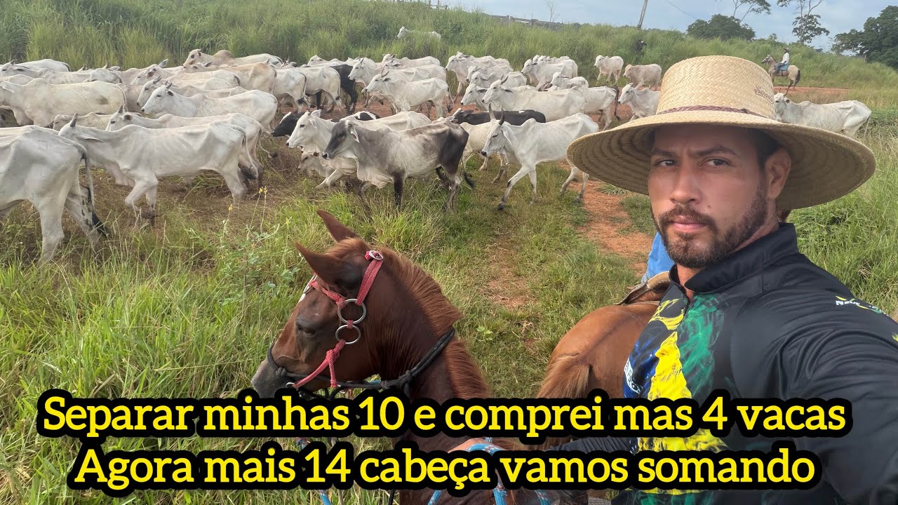 Separar minhas 10 e comprei mais 4 vacas agora mas 14 cabeça 