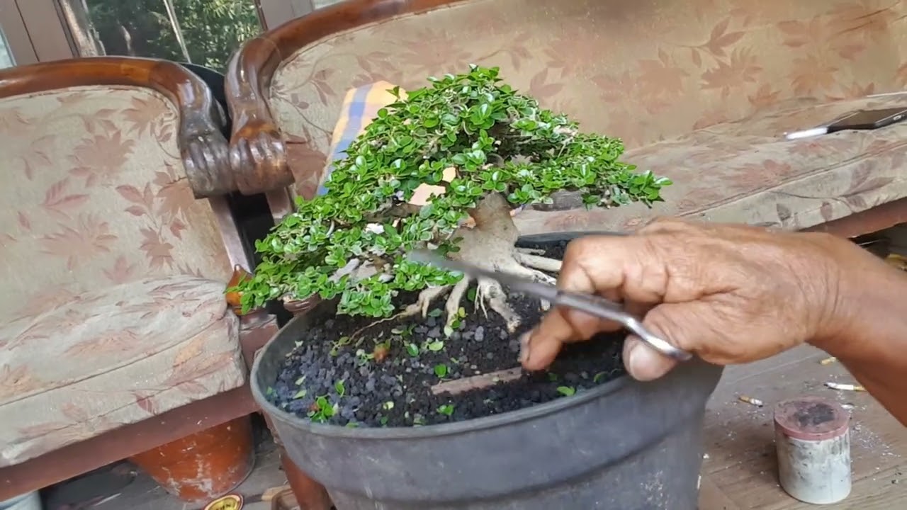 tutorial pruning bonsai mame untuk di ikutkan kontes..
