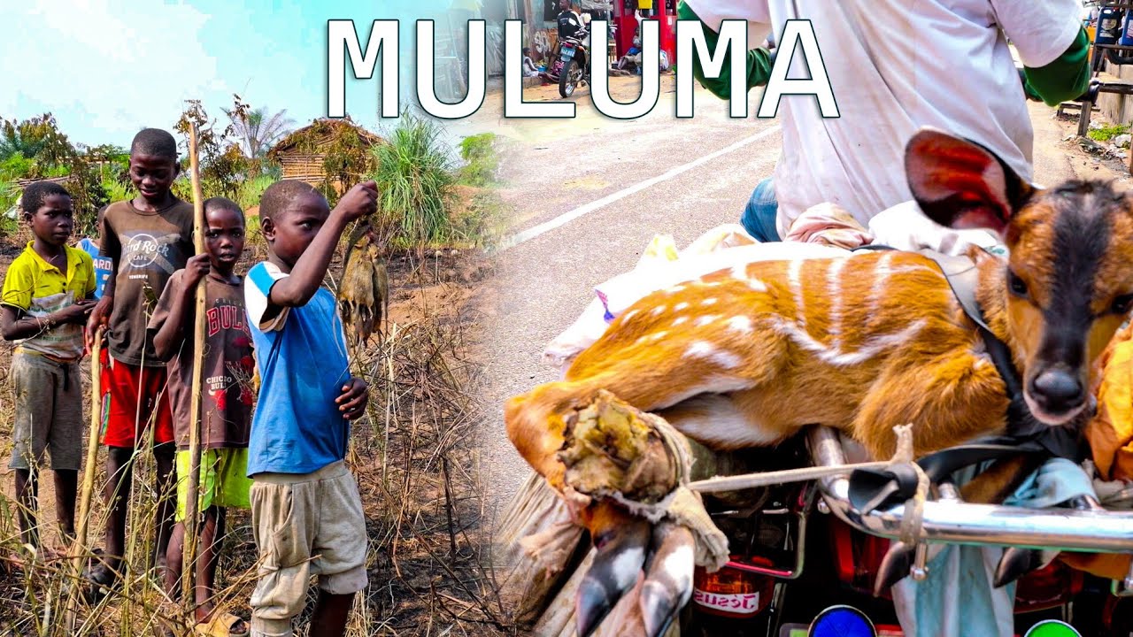 DÉCOUVERTE VILLAGE MULUMA DANS LE KWILU PROFOND, VOICI LA ZONE  INEXPLORÉE DE LA NATURE ÉQUATORIALE 