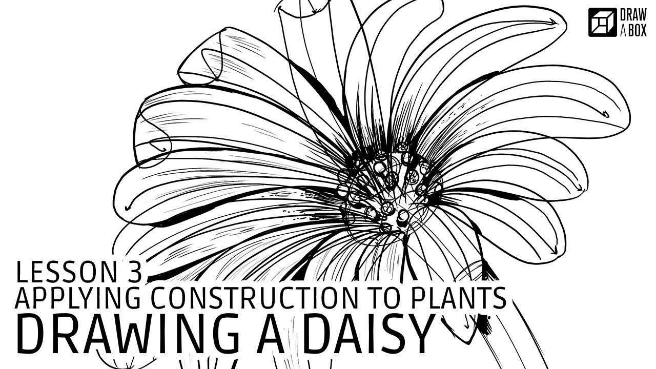 Drawabox Lesson 3: Drawing a Daisy