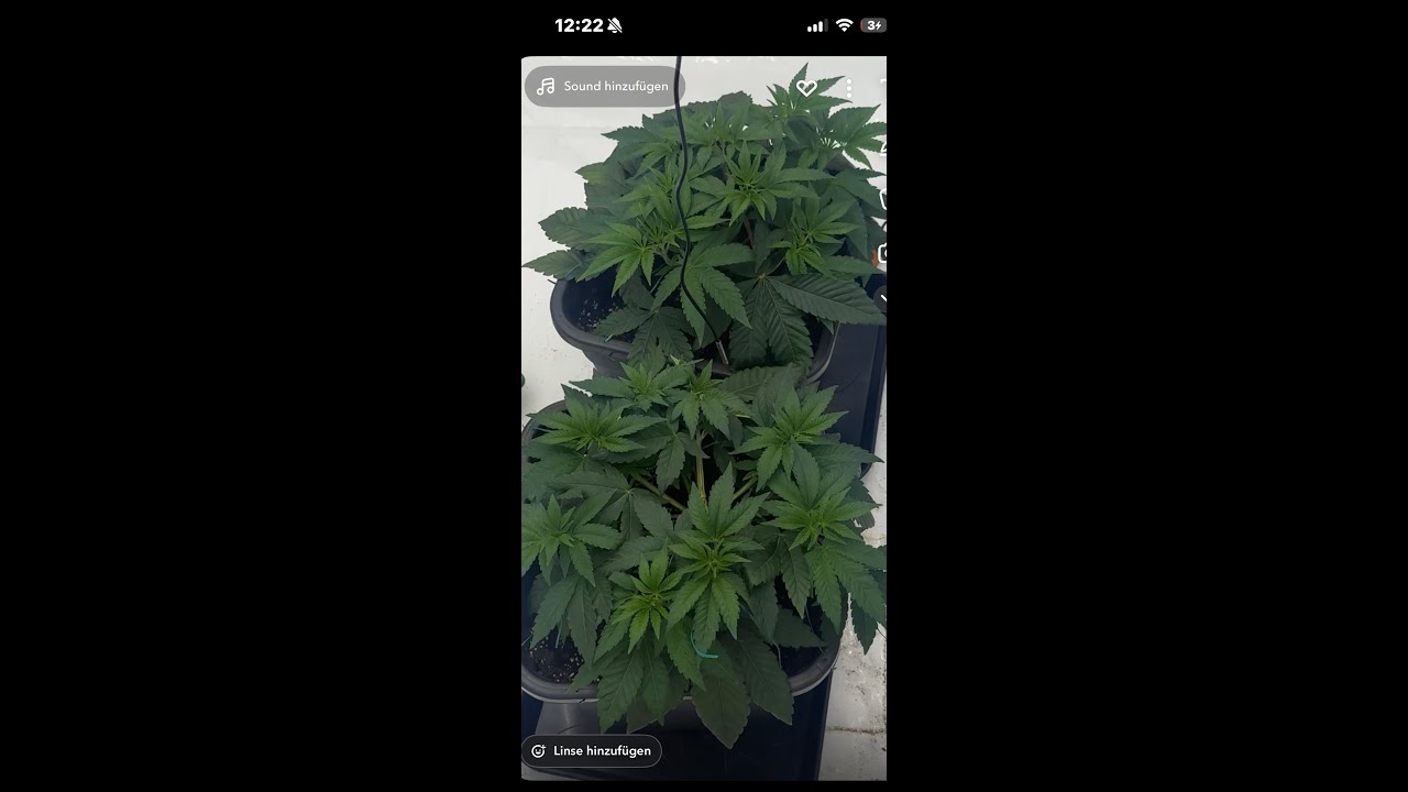 Black Cherry Gushers Day (37) VEG #ShortsVideo #indoorplants