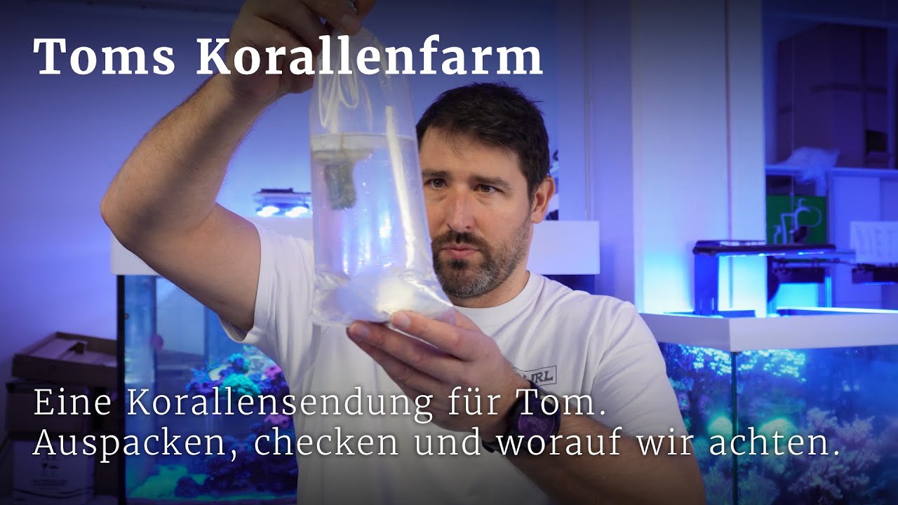 Eine Korallensendung für Tom. Auspacken, checken und worauf wir achten.