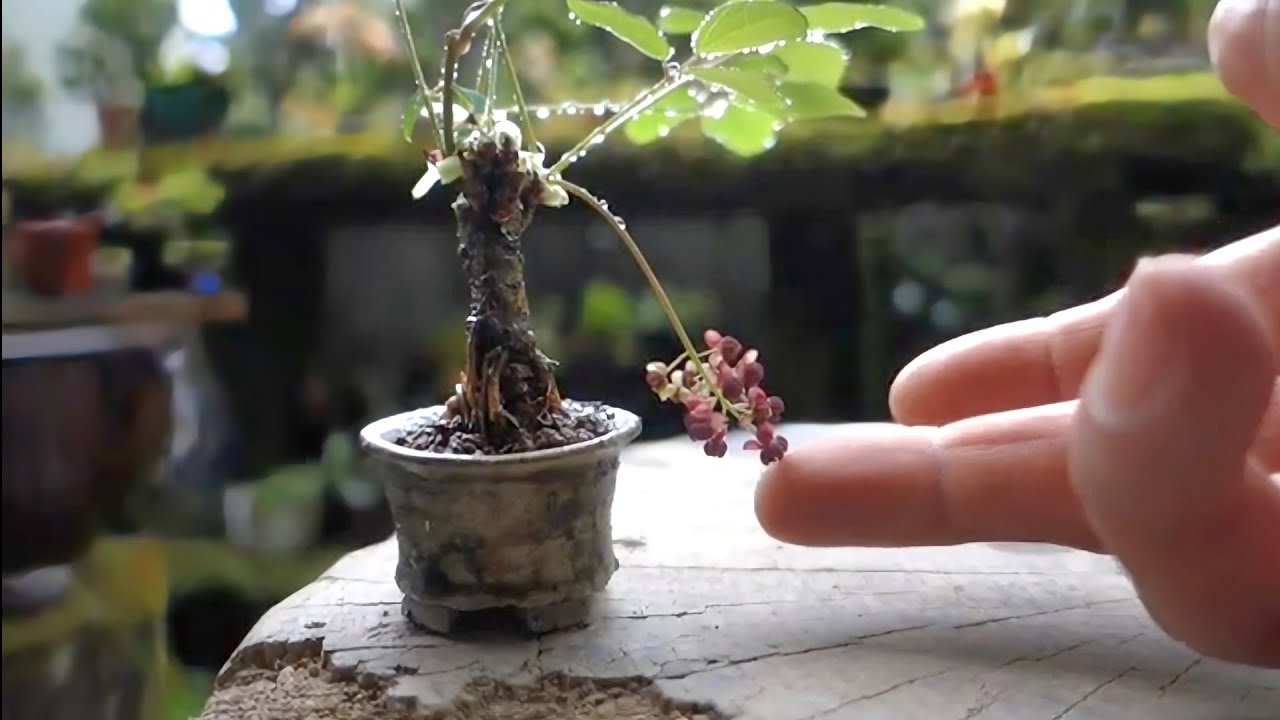 自作の鉢に植え替え《挿し木から4年ほどの五葉アケビ》  ♯499