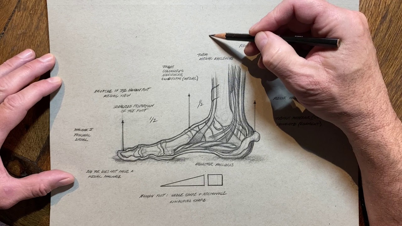 Elements of Drawing, Ecorche, The Human Foot, by Michael Hensley