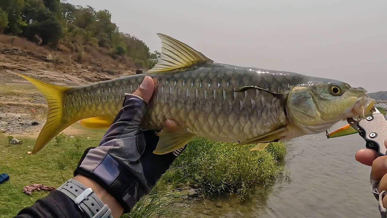 Mahseer fishing | Snakehead fishing | BFS fishing with ATC Combat CF51