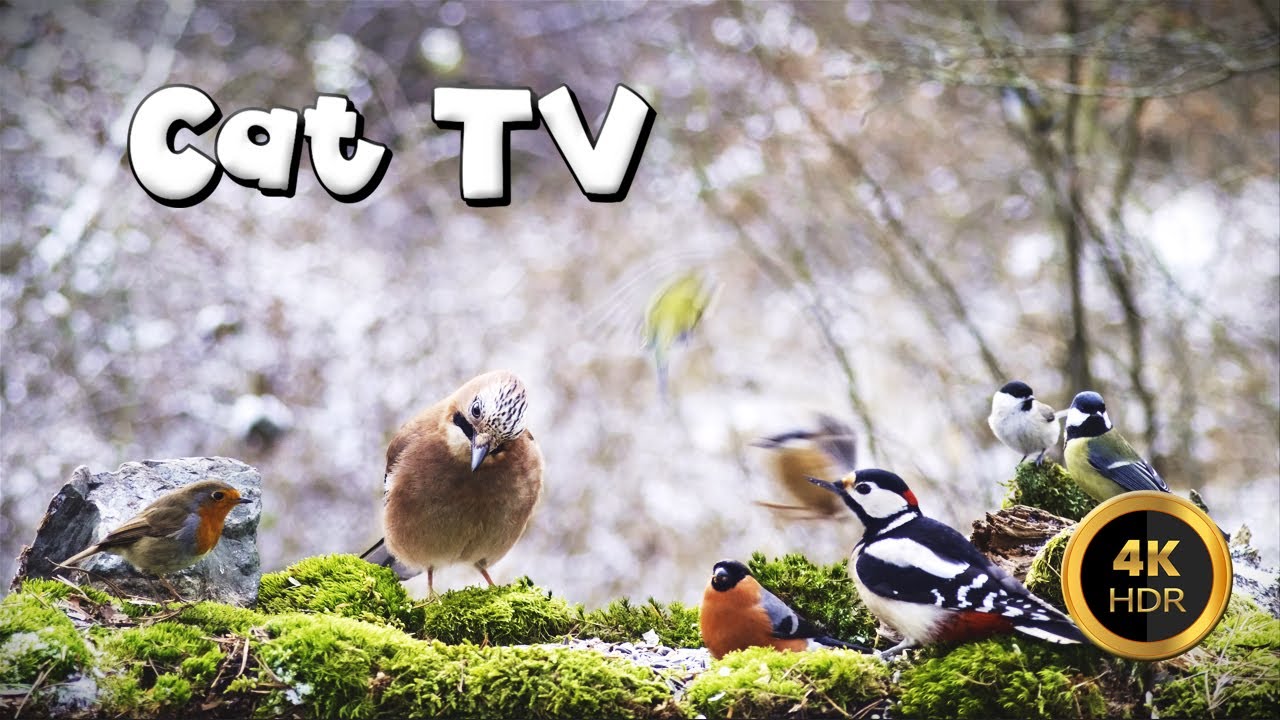 Cat TV for Cats to Watch 🐈 - Lovely Birds On Feeder🐦&zwj;⬛ (4K HDR)