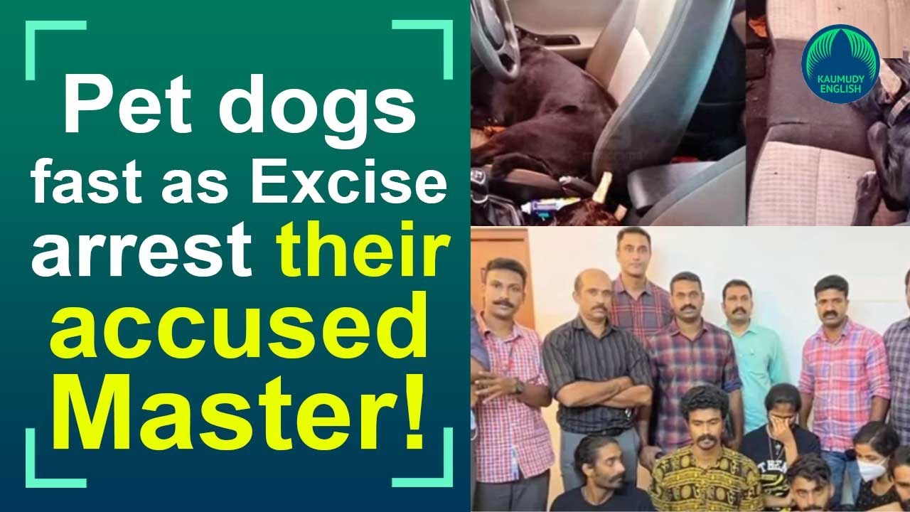 Fasting dogs of drug case accused give head-ache to Excise Sleuths!