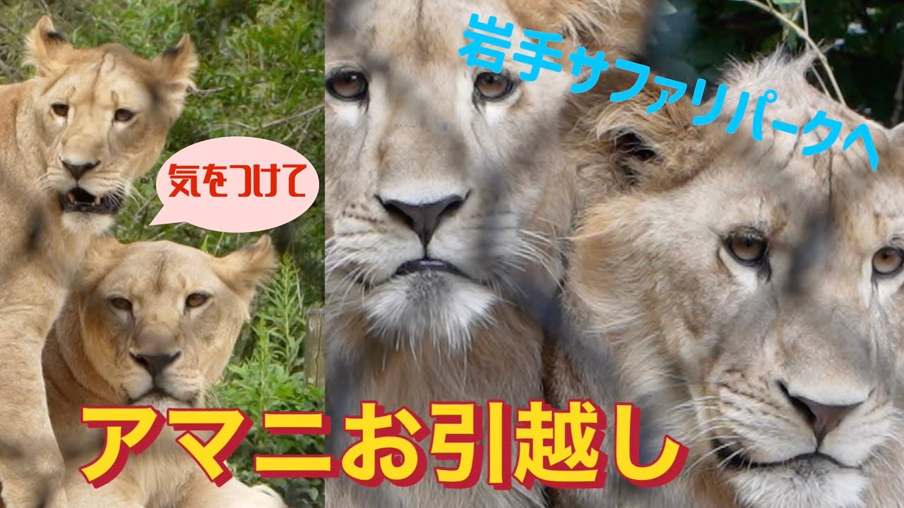 平和トリオ「アマニ」岩手へお引越‼️
