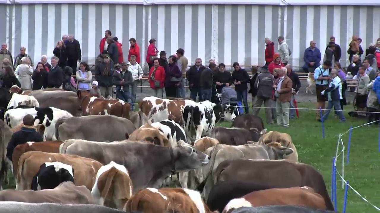Nauderer Almabtrieb 2013