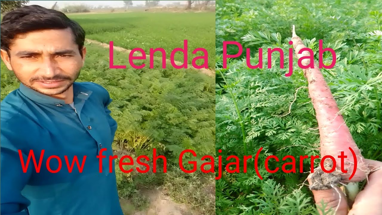 Lenda Punjab Lahore #villagelife #village#life#villagelifestyle 