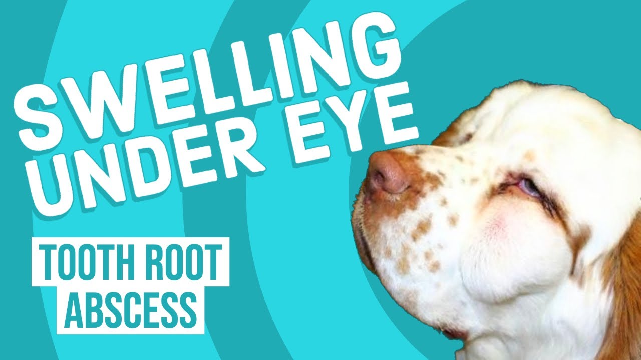 Swelling Under Eye in Dogs | Tooth Root Abscess