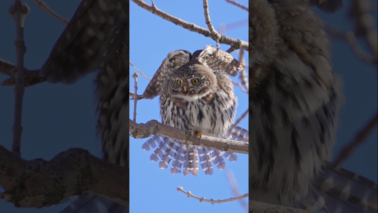 Cute Pygmy Owl 
