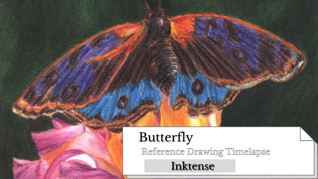 Butterfly Reference Timelapse