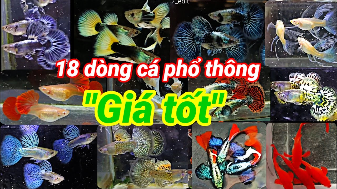 Guppy cá 7 màu #475: Cặp nhật một số dòng đang có bên trại, combo dọn hồ, thủy sinh tập nuôi 