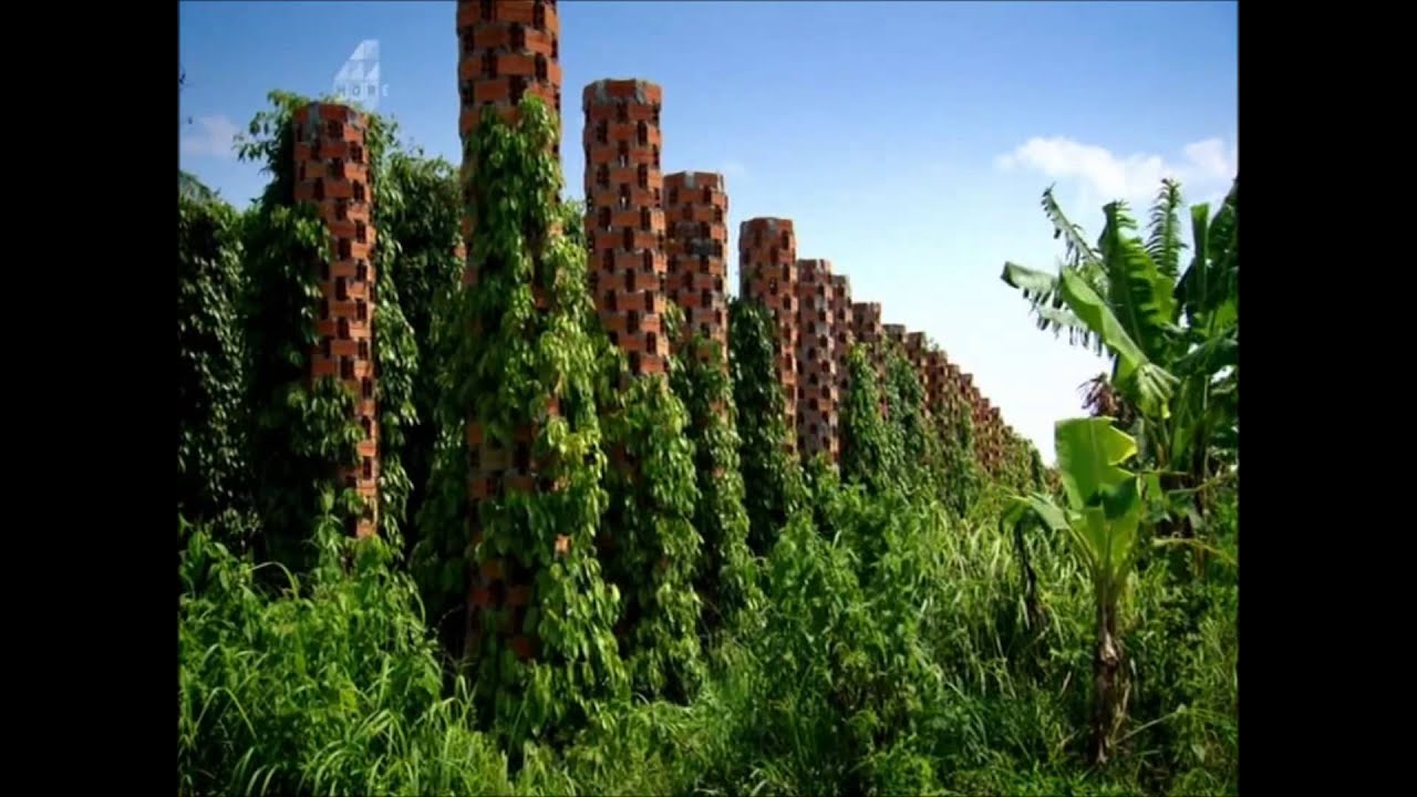 Starling Farm - Spice Trip Cambodia - Black Pepper