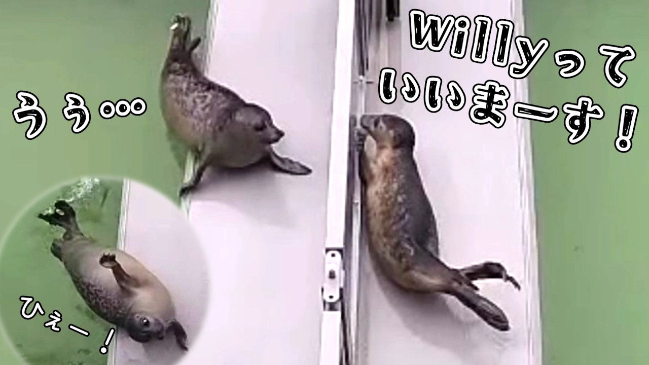 ごあいさつしたいだけなのにすっごい恐がられちゃいましたっ！【アザラシ幼稚園】