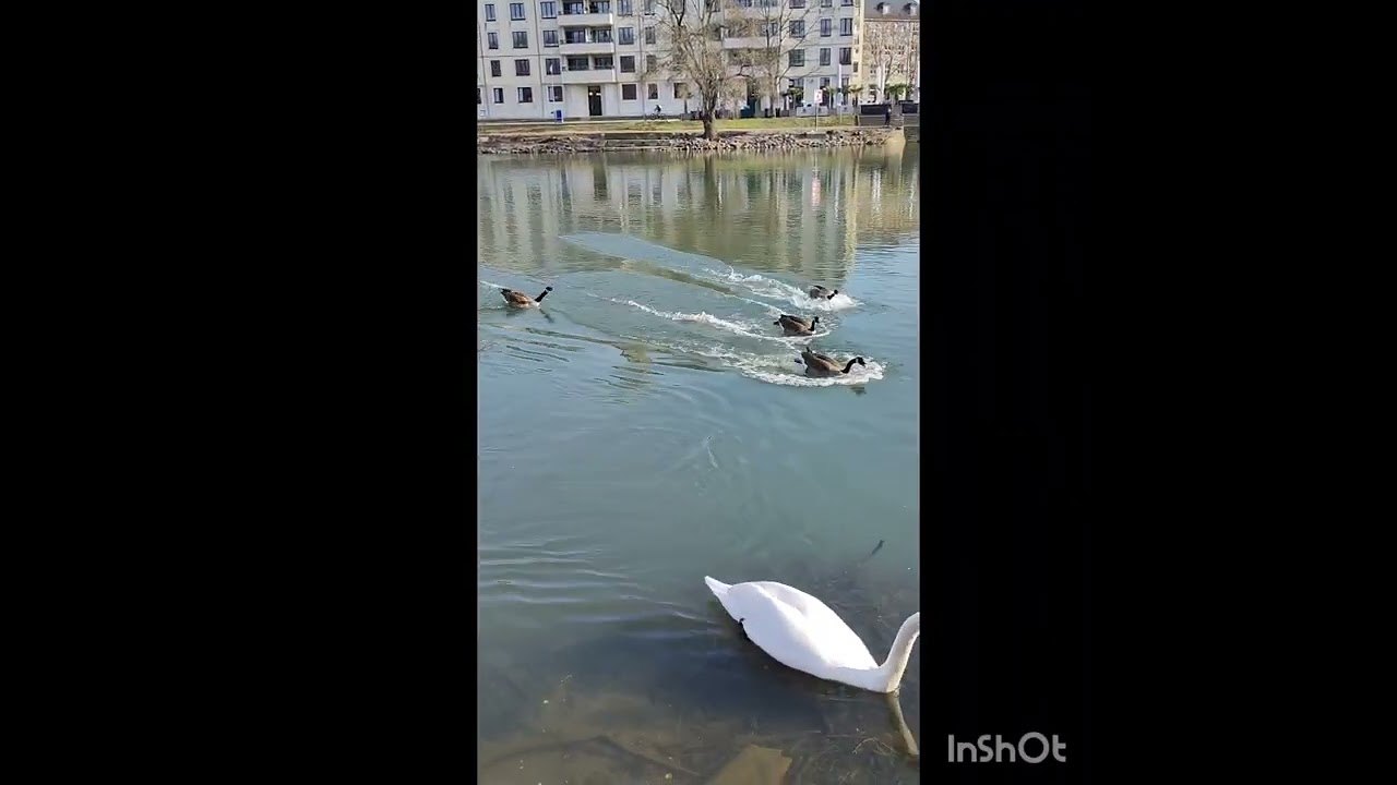 Птичья весна