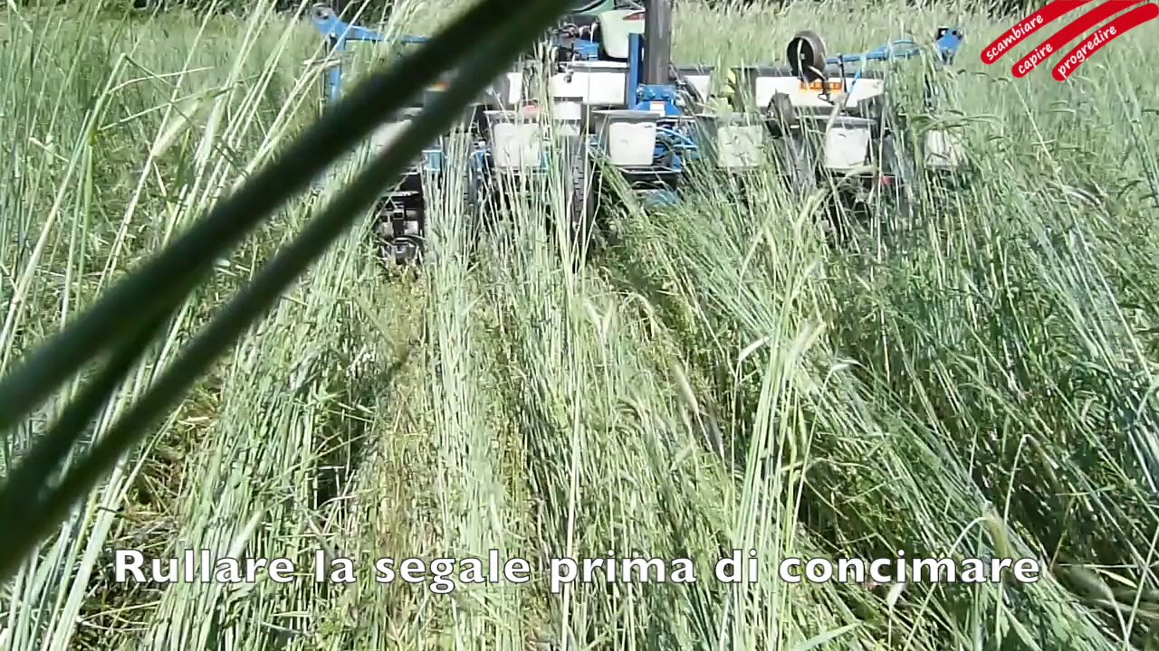 Prove di semina diretta di mais su pisello invernale e miscela a base di segale al sud delle Alpi