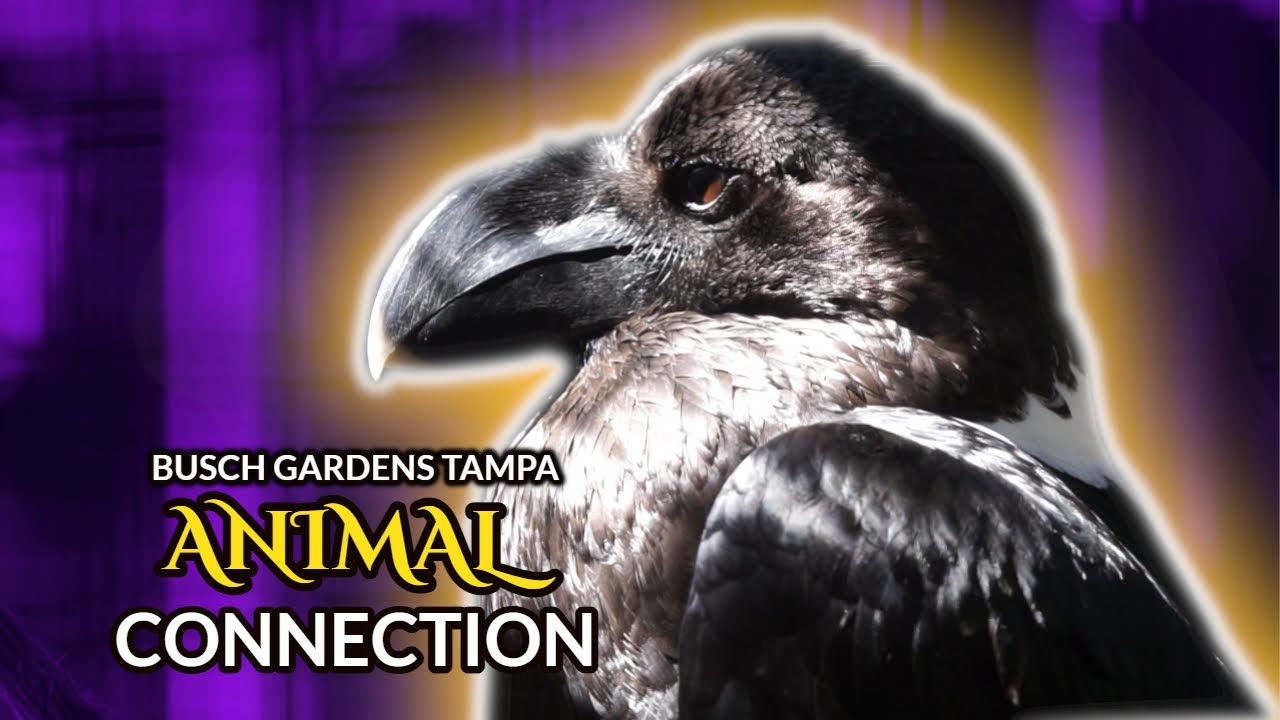 Animal Connection | Busch Gardens Tampa