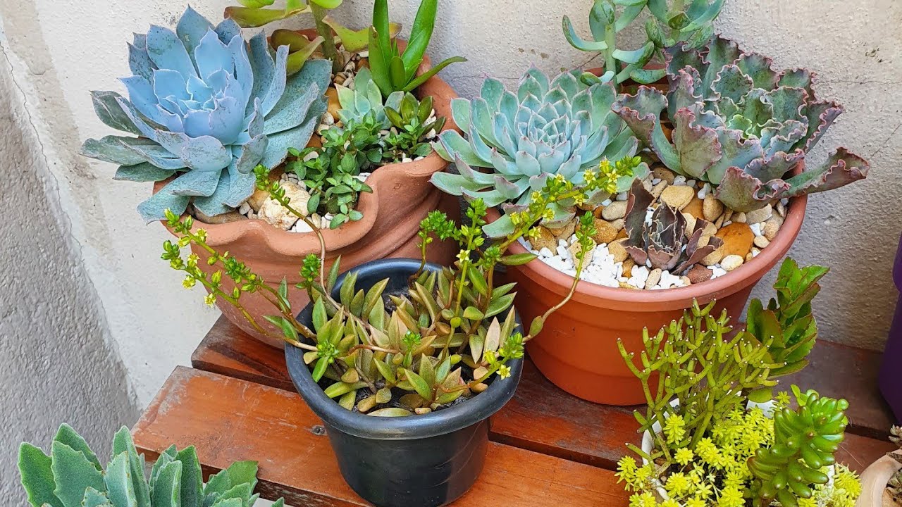 Suculentas, como montar arranjos que ficam cheios, dicas de plantas que se multiplicam rápido.