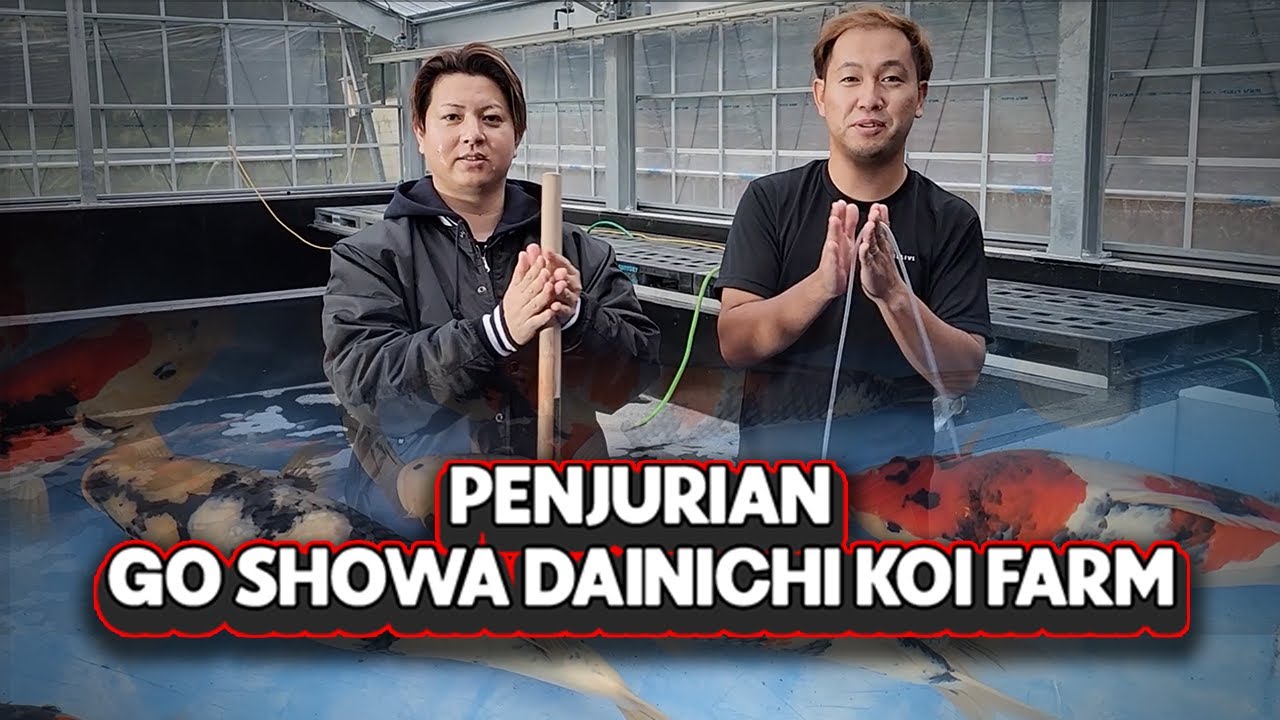 Penjurian GO Showa Dainichi Koi 2025 | Mud Pond Kintaro Koi Farm