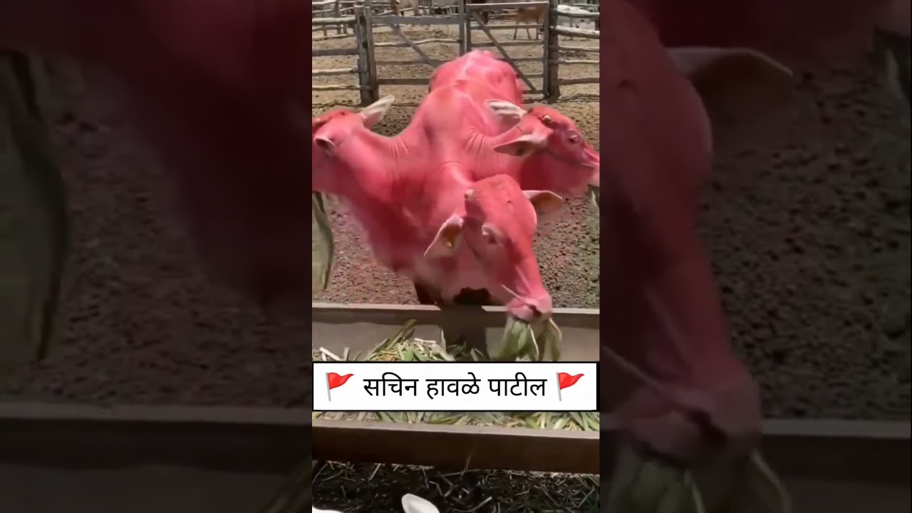 gau mata ki jay