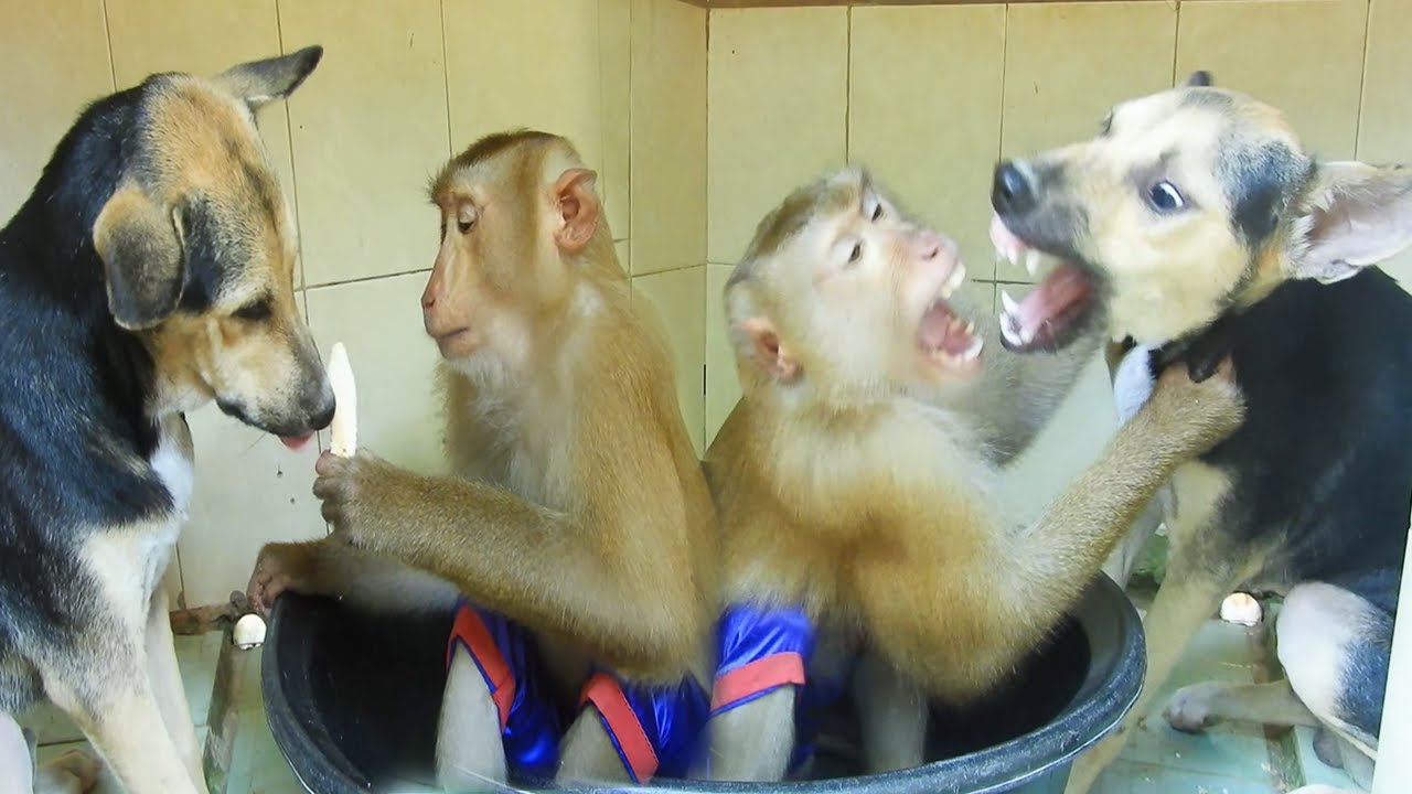 SokYaa Persuade Phao Until Angry Like This, Why Mom Too Late