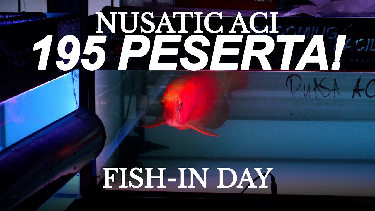 SADIS! 195 PESERTA PADA ACI CUP NUSATIC - ALL AROWANA INTERNATIONAL CONTEST 2025!