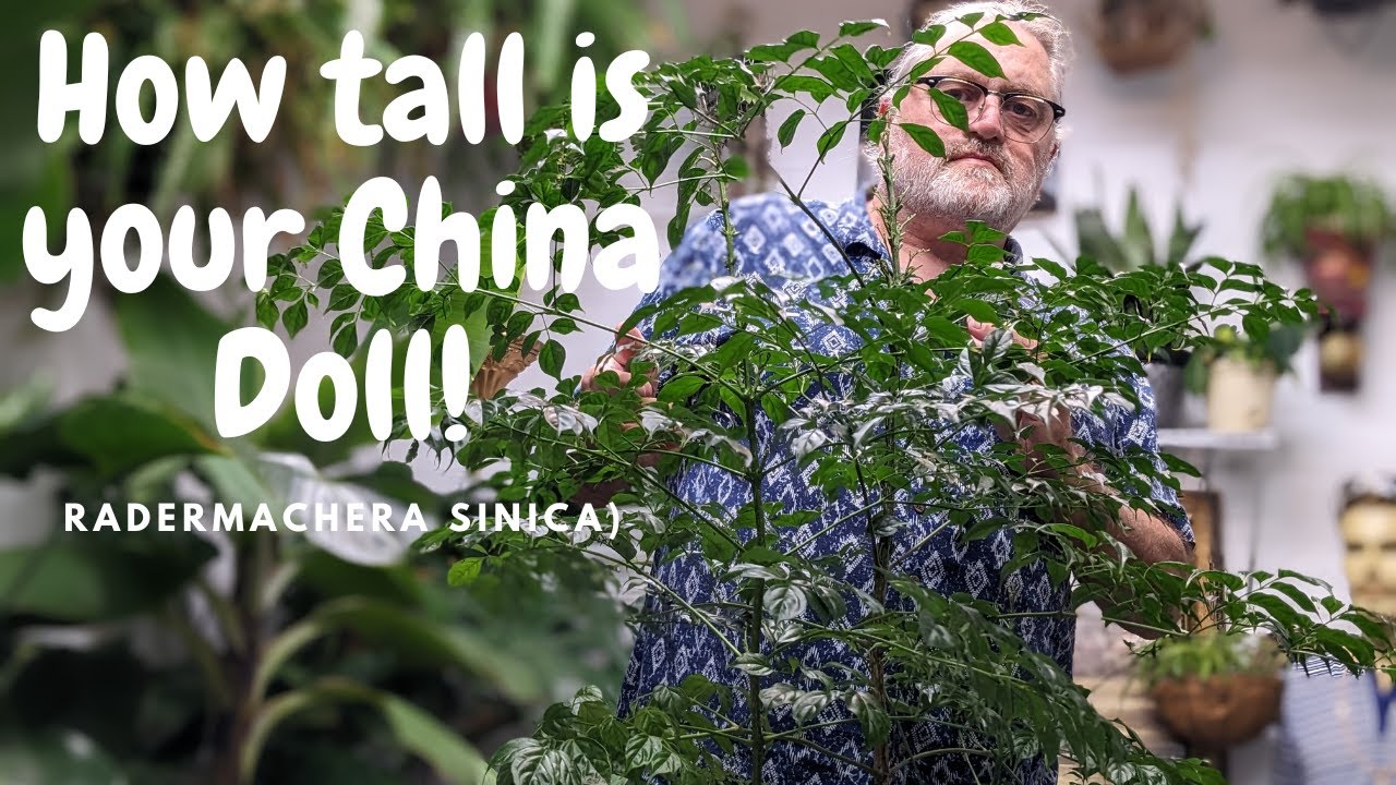 China Doll Plant Care Guide - Growth, Trimming, and Thriving Indoors!
